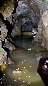 45K views · 515 reactions | animal facts that will leave you speechless_ #viralanimals #animals #animalreels #explorepage | AmazeClips | Facebook