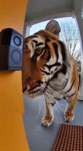 Tiger Rings Doorbell! 😱