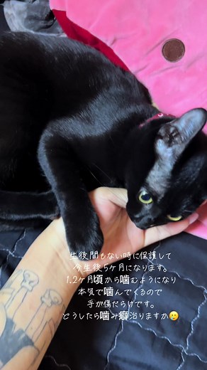 噛まない時はめちゃ可愛いのに、、🥺❤️ #子猫 #黒猫 #保護猫 #噛みグセ