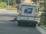 Moment brave turkey chases delivery truck down entire street in Wisconsin