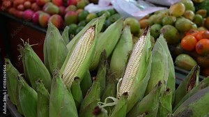 Pile of Freshly Harvested Corn Stacked at Local Farmers Market. Harvest Concept Thanksgiving