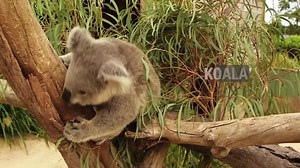 118K views · 3K reactions | Which Australian animal has square poop?...