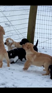 73K views · 2.1K reactions | Definitely a couple naughty ones!  | Fairfax Pines Labrador Retrievers | Facebook