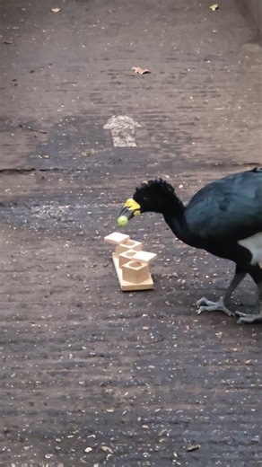 The Living Rainforest | As part of our animal care, we provide enrichment to keep our animals’ minds active and encourage natural behaviours 🌿 Luigi, our... | Instagram