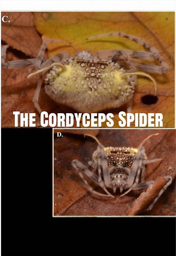 The Cordyceps Spider: A Fungal Mimicry Evolution