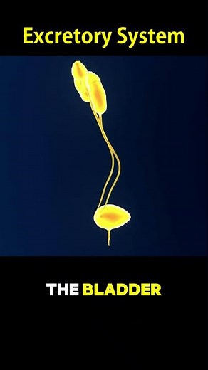 Excretory System: The Body’s Waste Management Crew! #BiologyShorts #ScienceFacts #HumanBody