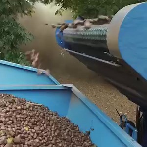 15 reactions | Pecan farmers grow pecans in the late spring during...