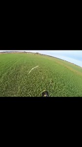 89 reactions | Teoria dell’allenamento per FALCON RACE e rapaci...