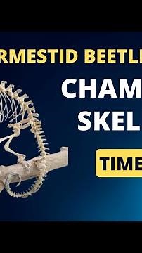 Time Lapse of Dermestid Beetles Cleaning Jackson’s Chameleon Skeleton: Vet Discusses Anatomy Facts