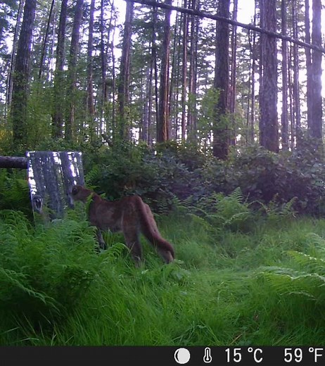 Back40trailcams on TikTok