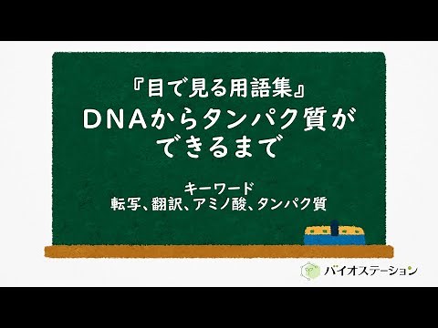 230323 DNAからタンパク質が出来るまで master