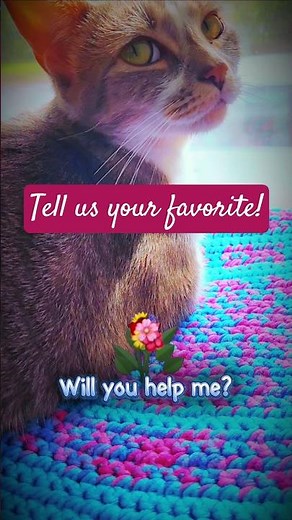 🌸 #junebugandcatfish #cat #cutecats