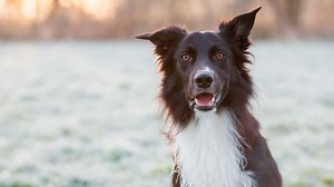 Dog behaviour expert explains why your dog is staring at you