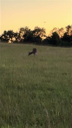 It’s a deer