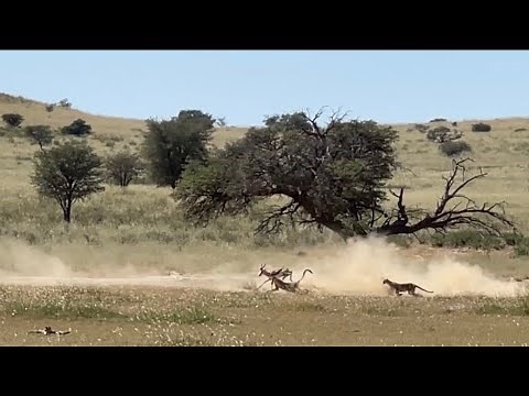 3 Cheetahs hunt & kill a springbok | Kgalagadi 2022 | South Africa