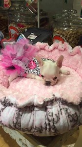 1.6K views · 67 reactions | French Bulldog Puppy # 28-18 “Charlotte” | Teacup And Toy Pets Boutique - Puppies & Pet Supplies | Facebook