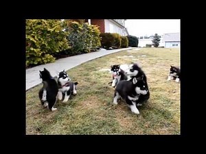 Pomsky Puppies For Sale