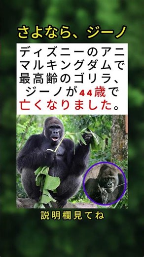ディズニーのアニマルキングダムで最高齢のゴリラ、ジーノが44歳で亡くなる 💔