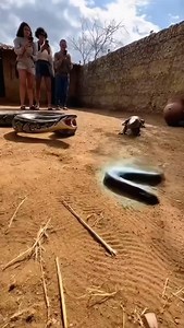 3K views · 51 reactions | “Rare Moment ⚡ Python vs Electric Eel — Villagers Watch in Shock | Lalit Kumar | Facebook