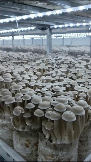 Top 3 Profitable Farming in India 2026 🇮🇳