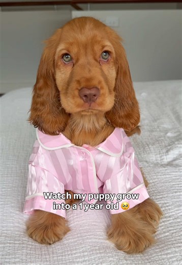 Watch Penny grow into a beautiful lady. I’m so emotional over this 🥹✨ #dogsoftiktok #puppy #cockerspaniel #thenvsnow #cutepuppy