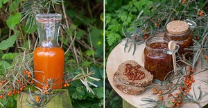 Découvrez le fruit de l'argousier : gourmandises et recettes bien être