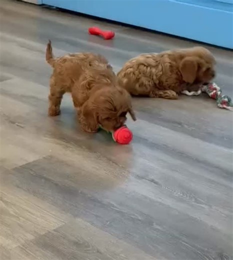 Teeny tiny Cavapoos at play 🥹💛 These little loves have ONE favorite thing… cuddles! They love bouncing around, playing with their toys, and having the sweetest little bursts of fun too! Come meet them today and fall in love! ✨🐶 📞 508-492-2212 🌐 https://minigoldendoodlesofcapecodllc.com 📍 2 Williams Ave, Pocasset, MA 🕘 Mon-Fri 9-5, Sat-Sun 10-6 Check out our current cuties here: https://minigoldendoodlesofcapecodllc.com #MiniGoldendoodlesOfCapeCod #CapeCodPuppies #CapeCodLife #CapeCodBusin