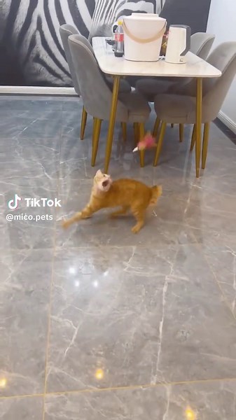 Amazing Cat Tricks: Watch My Cat Do a Backflip