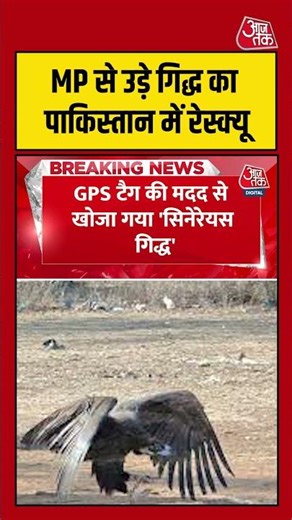 MP से उड़े गिद्ध का Pakistan में रेस्क्यू, हल्की चोटों के बाद जमीन पर गिरा #shortvideo #latestnews