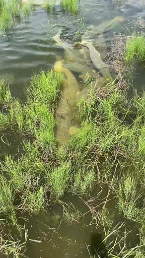 Encountering Gator Gar Spawn in the Wild