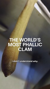 Geoduck is a giant clam known for its...er...interesting appearance. But what does it taste like? (Bonus point for pronouncing Geoduck correctly.) | Munchies