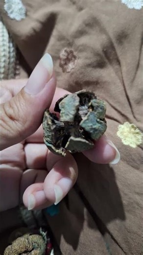 Cypress Cones #crystals #nature #animals