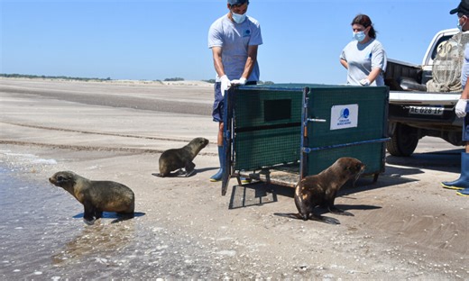 Mundo Marino: La desnutrición y la presión humana fueron las principales causas de asistencia a animales marinos en 2025