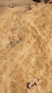 The video introduces the Dogo Argentino, a breed known for its hunting abilities and capacity to deal with mountain lions. | Dogumentary TV