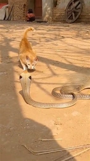 🐱💥 Brave Cat vs Giant Snake! | Insane Cat vs Snake Fight🐍😱”#WildlifeVideos #ViralShorts #TrendingNow