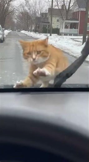 Cat vs. Car: Hilarious Showdown Through the Windshield! 🐱🚗💨