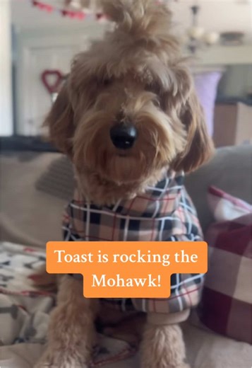 Celebrating Narcoleptic Dogs: Team Toast's Story