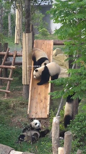 159K views · 9.7K reactions | This kindergarden is full of weird peluches that play all day long  #SpookySeason #petcare #petherapy #cuteanimals #fblifestyle #panda #fluffy #pandas #cute #naturephotography #nature #care #beautiful #love | Pandas, a Light In My Heart | Facebook