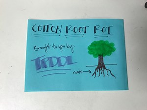 13 reactions · 3 comments | Hey guys happy WHAT Wednesday!!! Today we are asking the question: WHAT is Cotton Root Rot?? We have a Cotton Root Rot specialist answering all of our questions about the pathogen. Its always so much fun when we can incorporate Sheila into our videos. Enjoy all the info and have a great rest of your week! #TXPlantClinic #SheilaTheExpert #StoryTimeWithSheila #TresAmigos #CottonRoot -TH | Texas Plant Disease Diagnostic Lab | Facebook