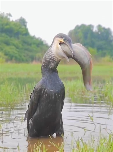 Experience the Wonderful Sounds of Nature