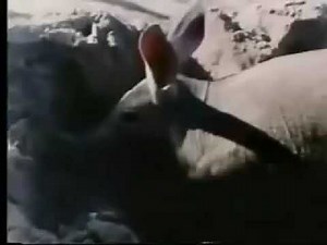 Classic Sesame Street - Im an Aardvark 1980s version