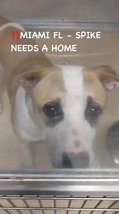4.4K views · 350 reactions | ‼️MIAMI FL - This is spike - he arrived 9/29/23 as a stray . He is a 55 pound - neutered male dog in need of a loving home . His animal ID #A2512347‼️‼️Please see below - adoptions are made in person at at the shelter Miami Dade Animal Service3599 NW 79th Avenue, Doral, Florida 33122Call (305) 884-1101 or email adoptmiamipets@miamidade.gov | Urgent Dogs and Cats of Miami | Facebook