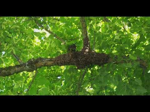 Bee Swarm Sound 🐝 Deep ASMR Humming for Relaxation & Sleep