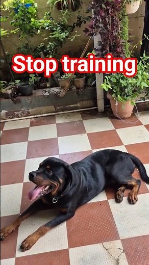 how to train your rottweiler puppy easily #training #puppytraining #rottweiler #rottweilerworld