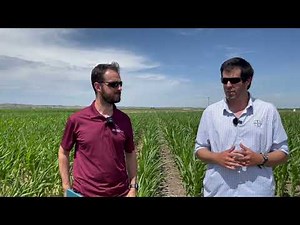 Fertigation on Corn