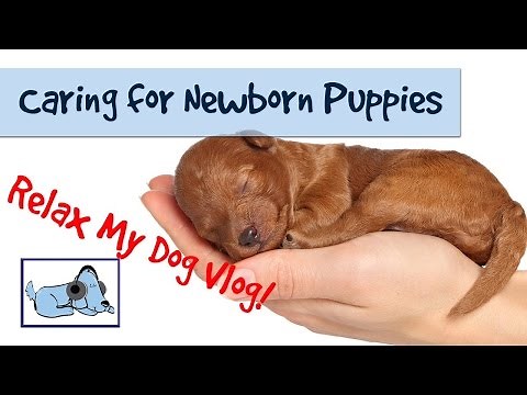 How to Care for Newborn Puppies - Caring for a Litter of Puppies 🐶 #HEALTHVLOG04