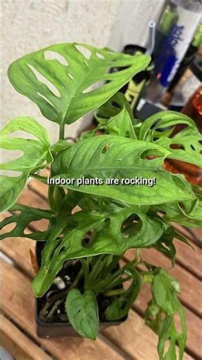 Indoor Plants Are Thriving! 🌿💚 | Plant Parent Wins