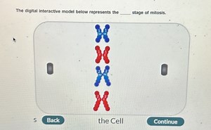The digital interactive model below represents the  stage of mi... | Filo