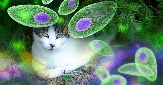 "Cat poop" brain parasite could be hijacked to deliver drugs