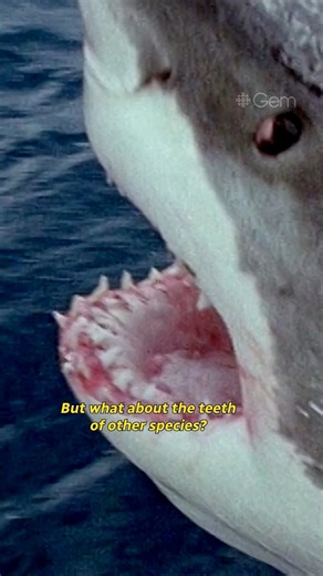 4.5K views · 21 reactions | We tested great white shark teeth vs. human teeth by attaching them to a saw and cutting stuff — as you do We tested even more kinds of shark teeth! Watch the full episode of The Nature of Things 101 for free on @cbcgem and YouTube: lnk.bio/cbcdocs | CBC Docs | Facebook